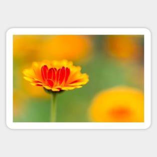 Marigold mornings and wildflower afternoons Sticker